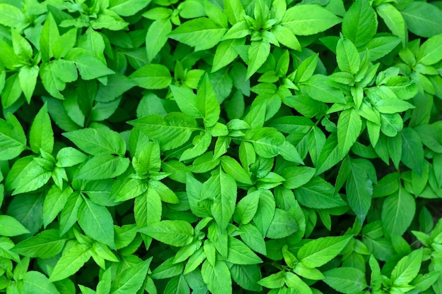 About Kingdom Spices Herbs